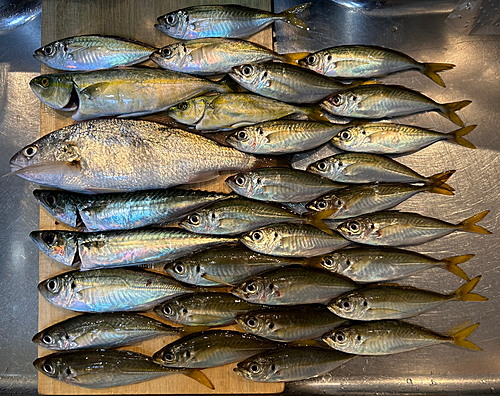 マアジの釣果