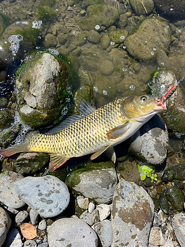 コイの釣果