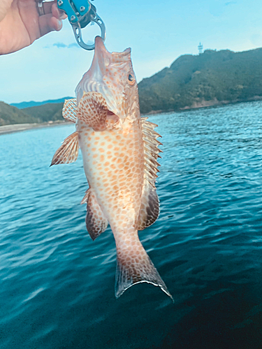 オオモンハタの釣果