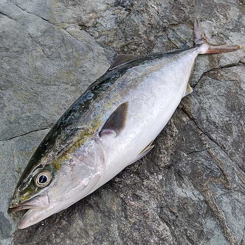 ハマチの釣果