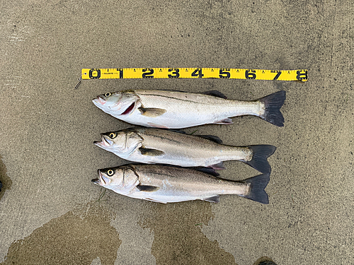 シーバスの釣果