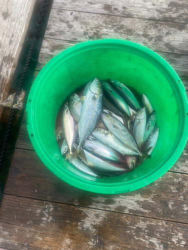 ツバスの釣果