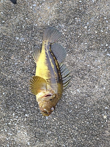 シマゾイの釣果