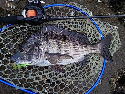 チヌの釣果