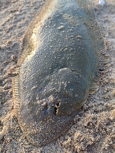 シタビラメの釣果