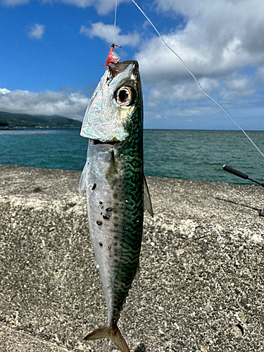 サバの釣果