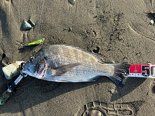 チヌの釣果