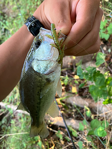 ラージマウスバスの釣果