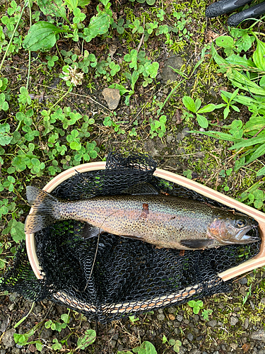 ニジマスの釣果