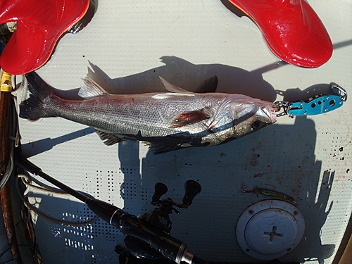 スズキの釣果