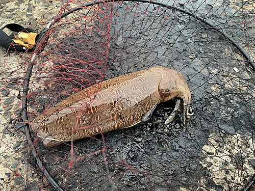 モンゴウイカの釣果