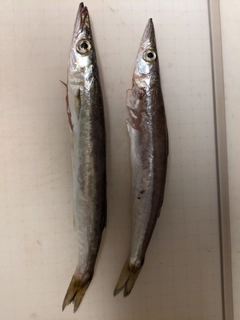 カマスの釣果