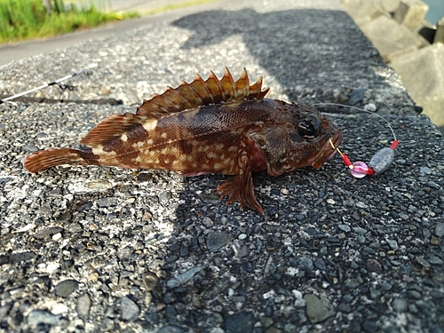 カサゴの釣果