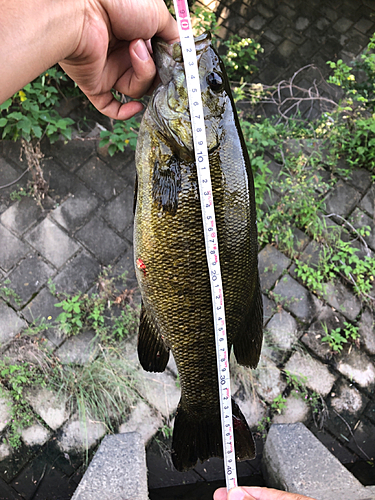 スモールマウスバスの釣果