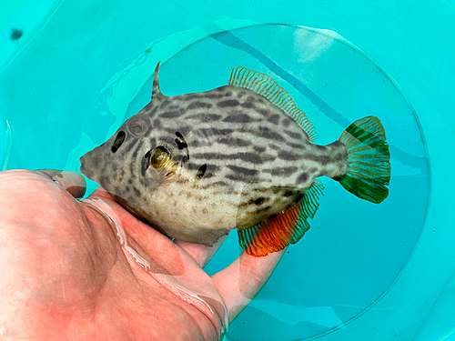 カワハギの釣果