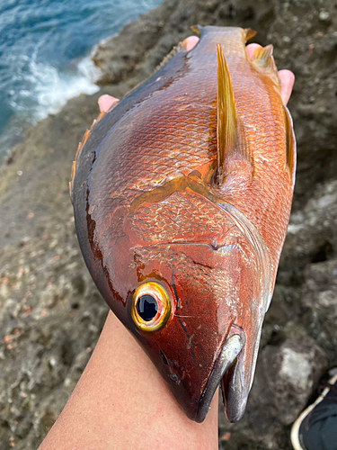 シブダイの釣果