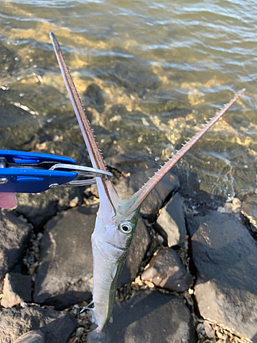 ダツの釣果