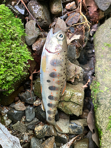 アマゴの釣果