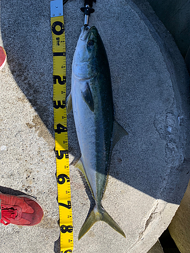 ブリの釣果