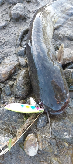 ナマズの釣果