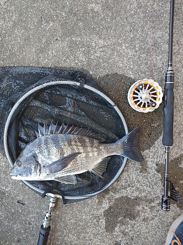 クロダイの釣果