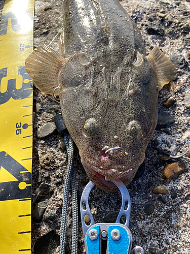 マゴチの釣果