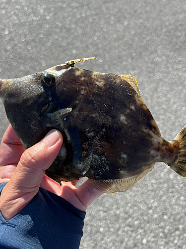 カワハギの釣果