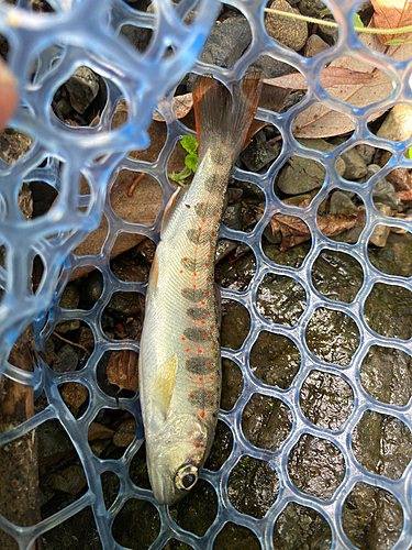 アマゴの釣果