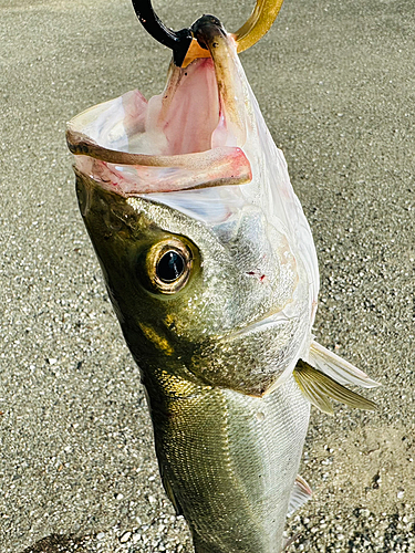 スズキの釣果