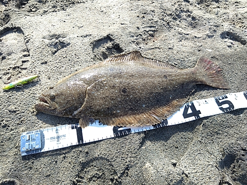 ヒラメの釣果