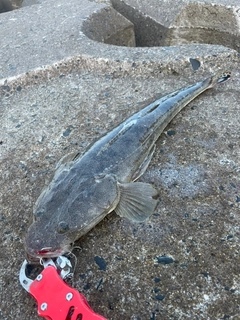 マゴチの釣果