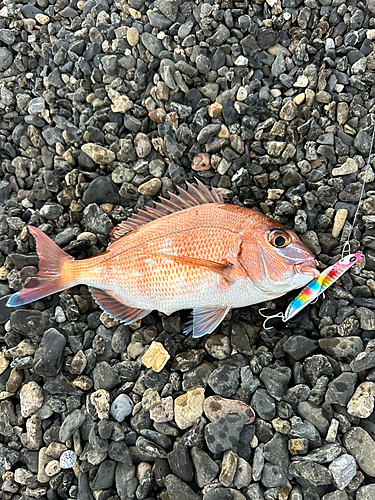 マダイの釣果