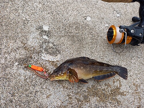 ハゴトコの釣果