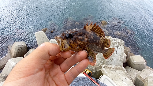 タケノコメバルの釣果