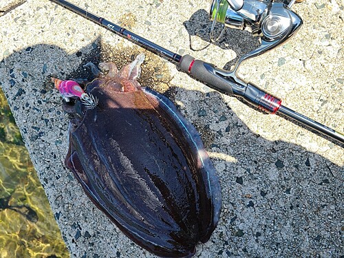 コウイカの釣果