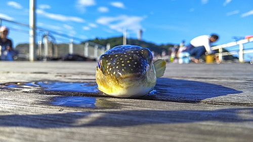 クサフグの釣果