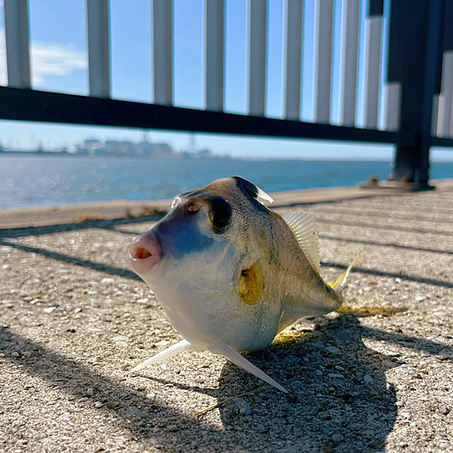 ギマの釣果