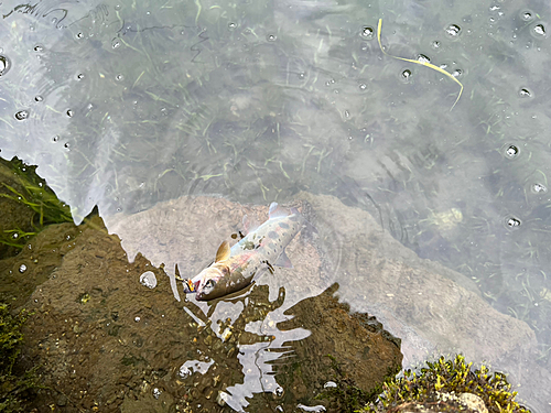 ヤマメの釣果