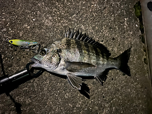 チヌの釣果