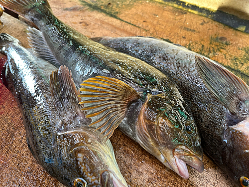 アイナメの釣果