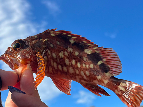 カサゴの釣果