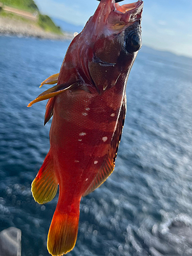 アカハタの釣果