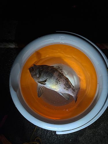 クロメバルの釣果