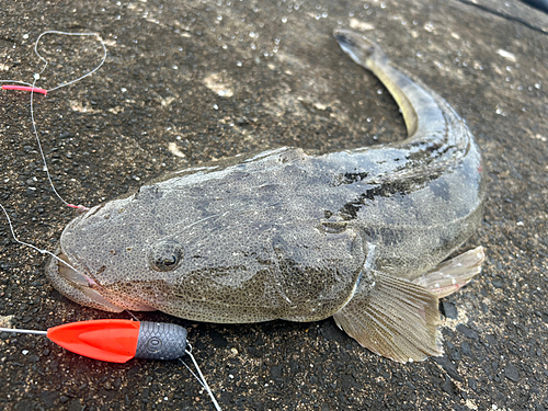 マゴチの釣果