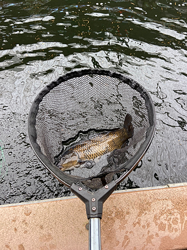 コイの釣果