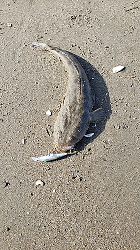 マゴチの釣果