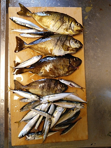 アイゴの釣果