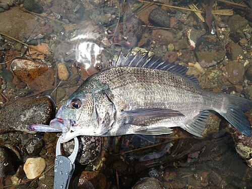 チヌの釣果