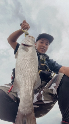 セイゴ（マルスズキ）の釣果