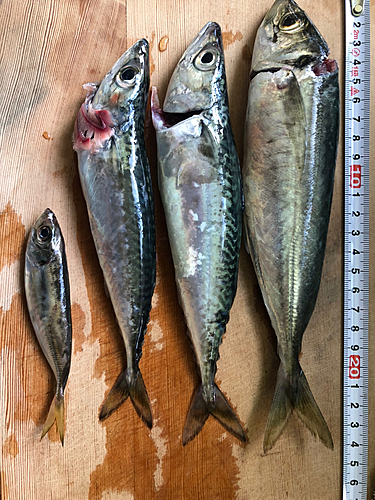 マルアジの釣果